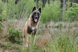 MALINOIS 537